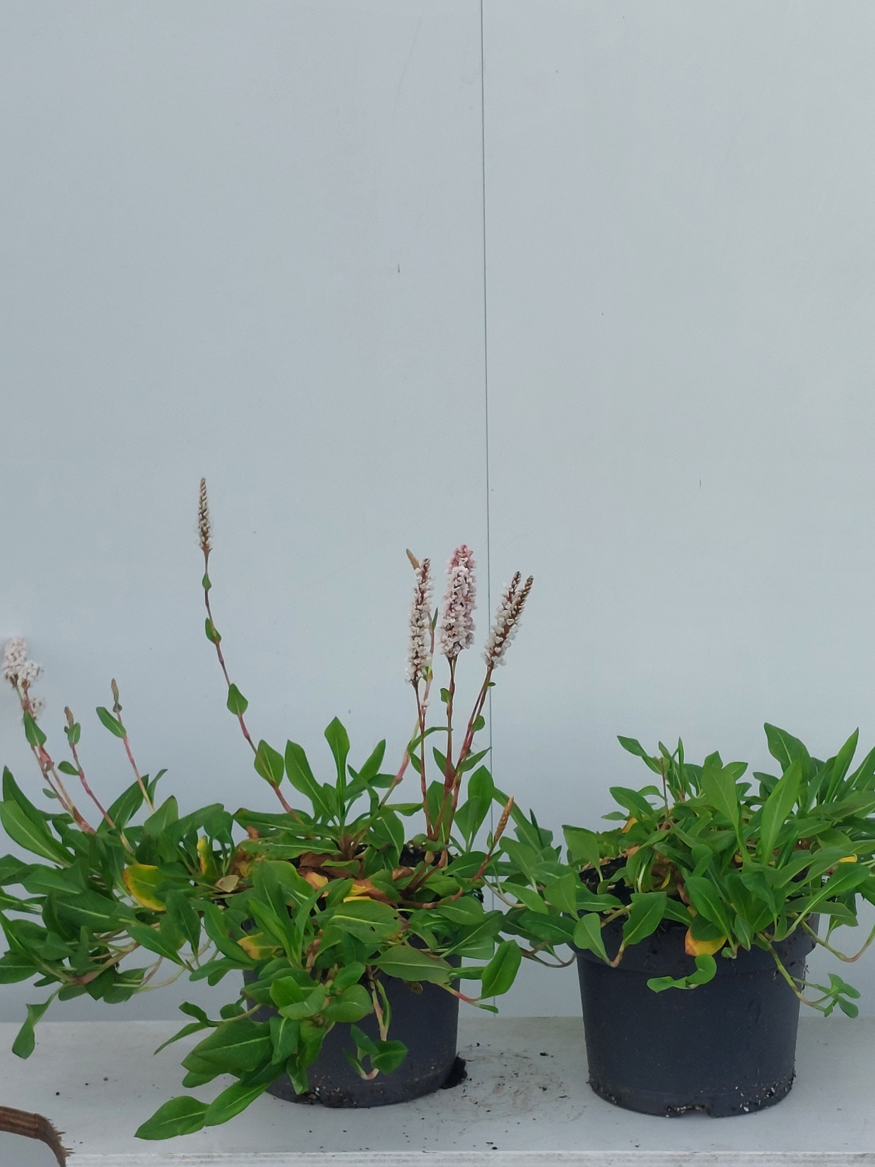 Persicaria aff. Darjeeling Red, D 17