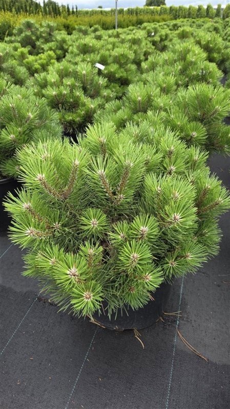 Pinus nigra 'Nana', D 43