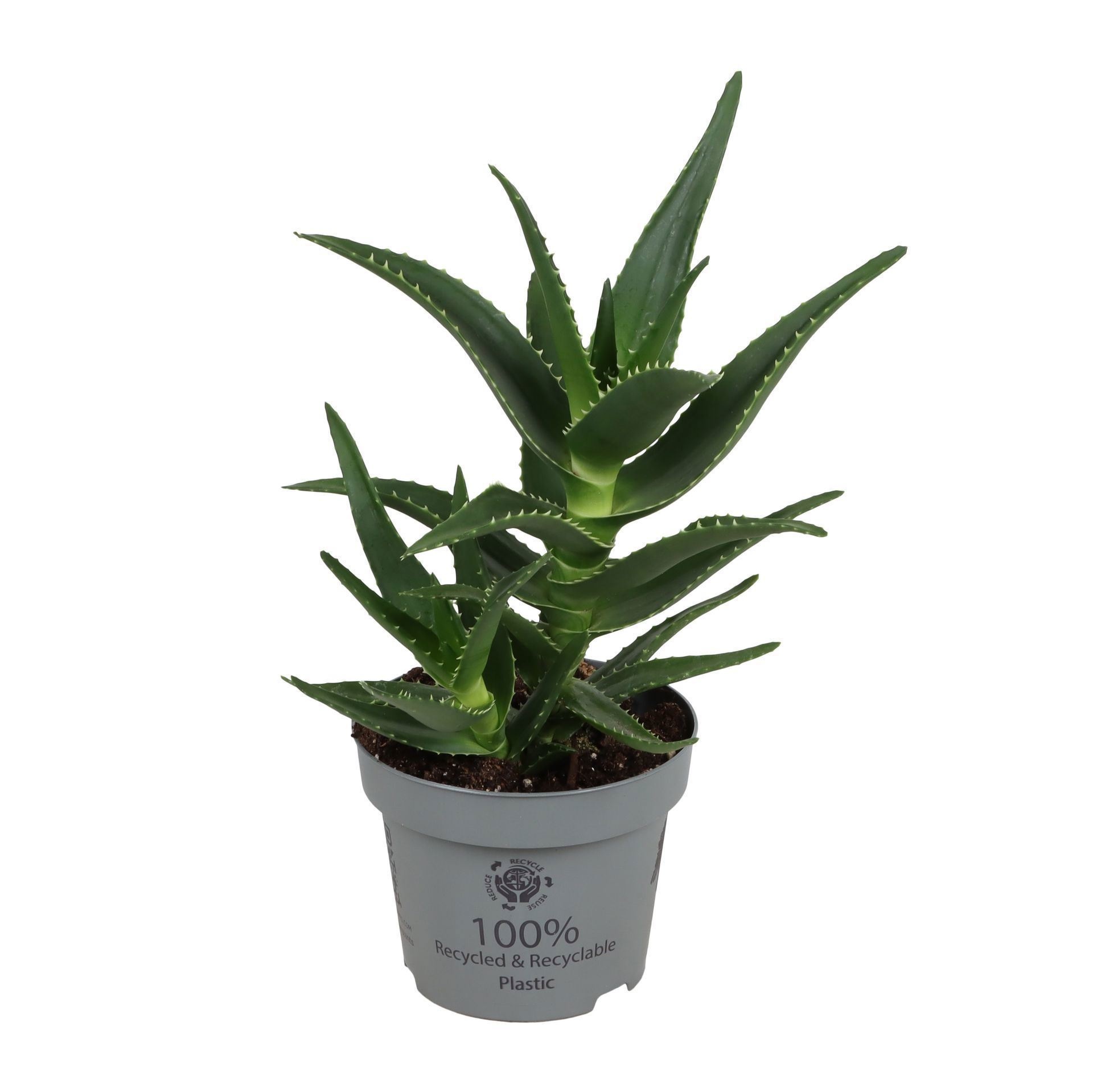 Aloe Mitriformis 12 cm, D 12