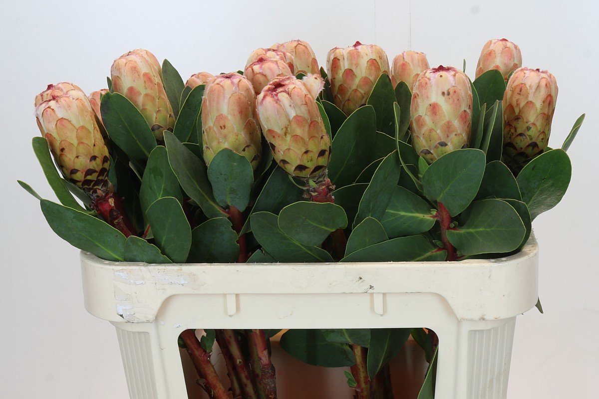 Протея Грандиколор 70, шт.