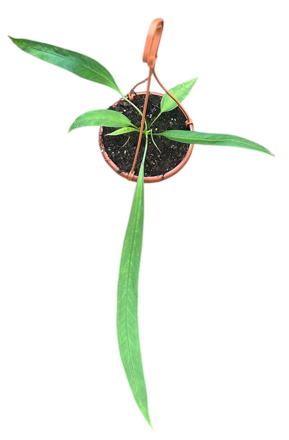 Anthurium Vittarifolium, D 14