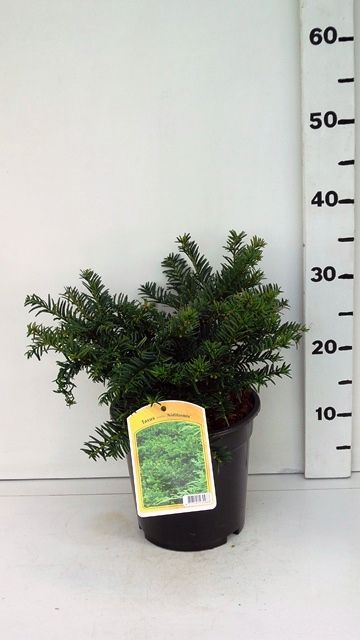 Taxus media 'Nidiformis', D 19