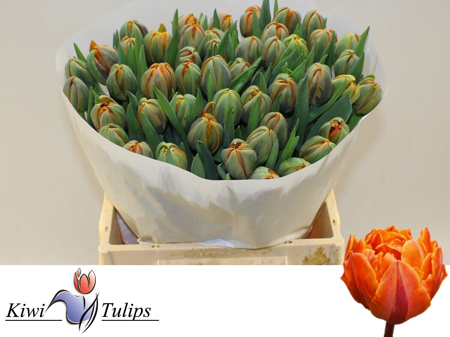 Тюльпан дв. Оранж Принцесс (оранж.), шт.