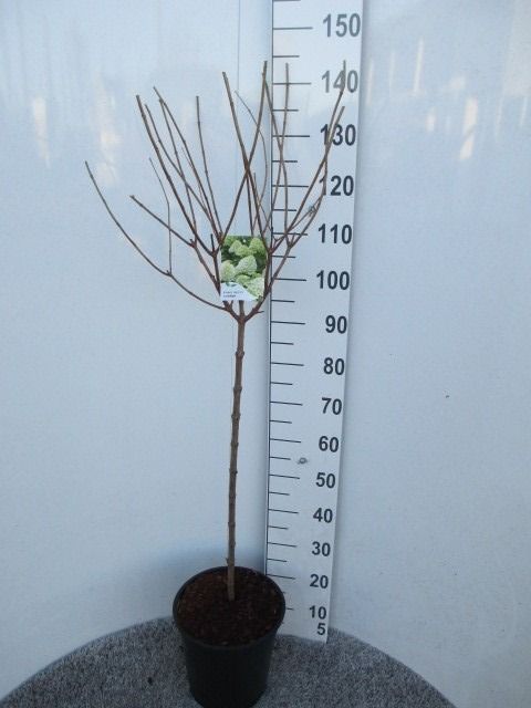 Hydrangea pan. Limelight 70-80 stam P28, D 28 cm