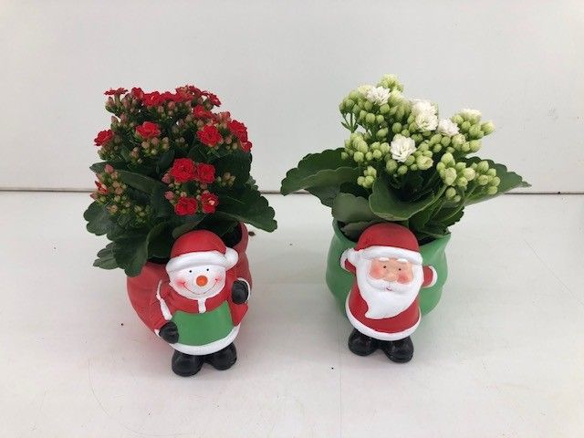 TDM P9 : 25 Kerst 12 Mix Kerst en Sneeuwman met Kalanchoe, D 9