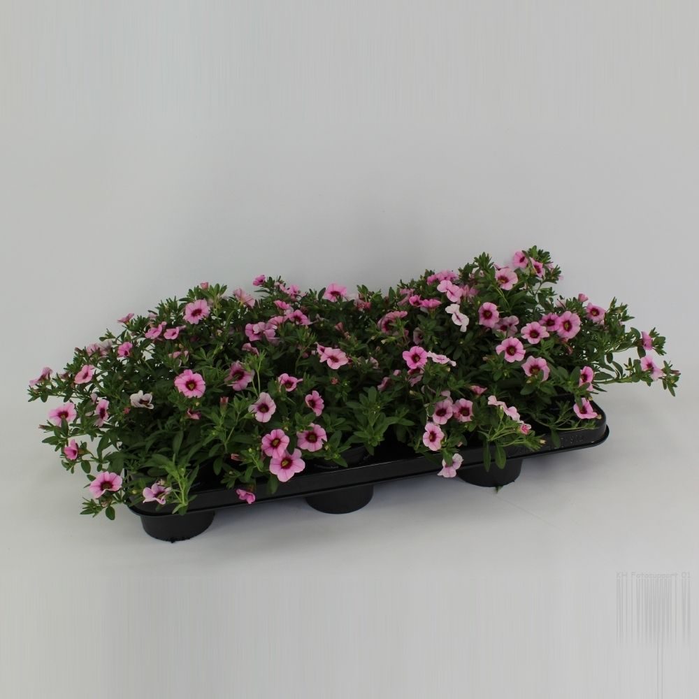 CaliBrachoa Minifamous Neo Pink + Red Eye, D 10,5