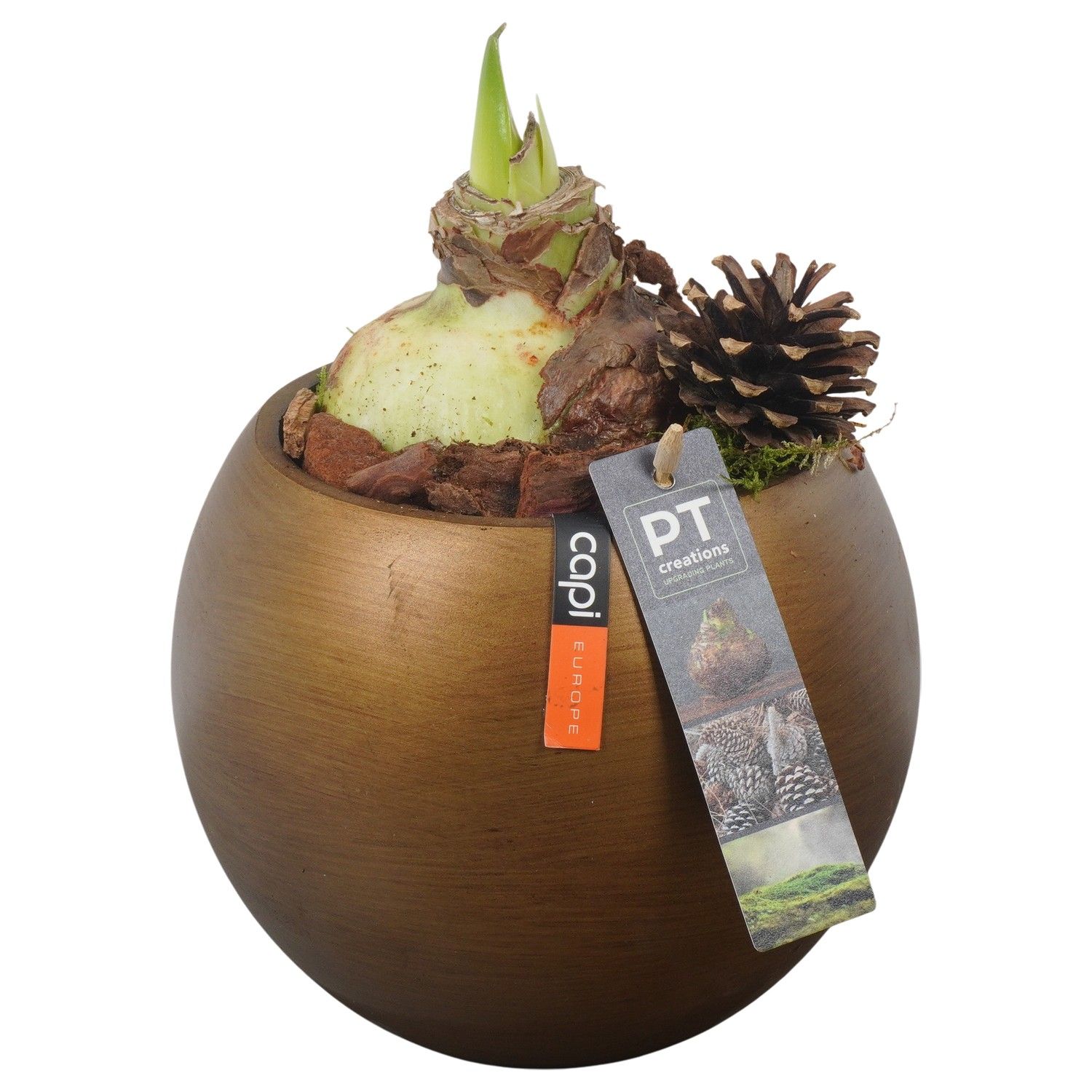 PTAA7569 Arrangement Amaryllis in capi pot, D 17 cm