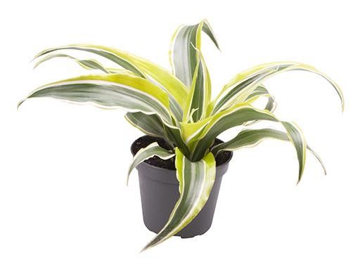 DRACAENA DEREMENSIS 5890 'LEMON SURPRICE', D 6 cm