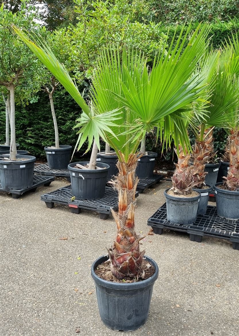 Washingtonia Robusta P45 H200 Nr2, D 45