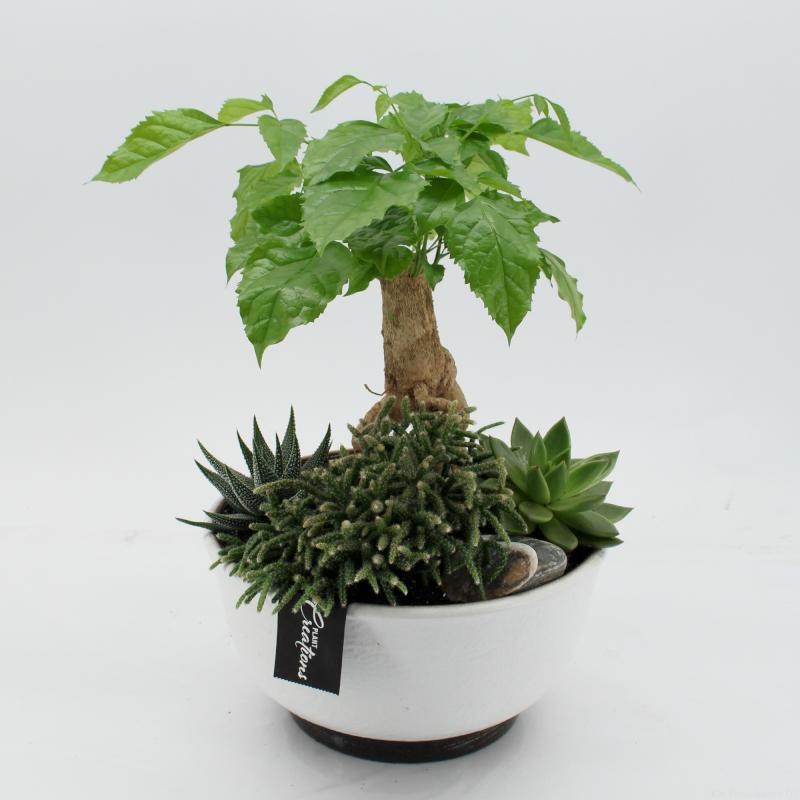 GRCR-2661 Green Essentials, D 22