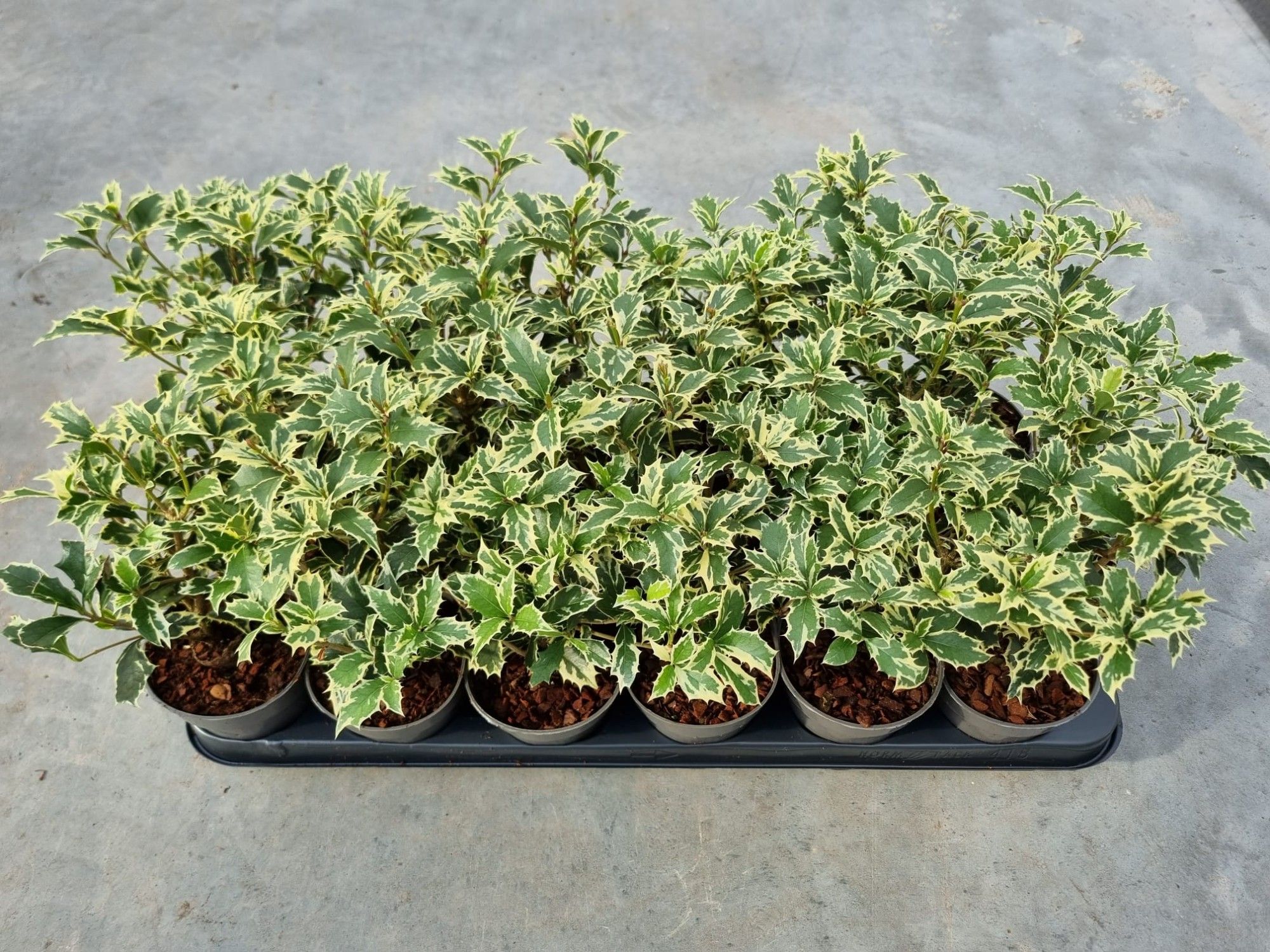 Osmanthus het. Variegata 2 jarig, D 9