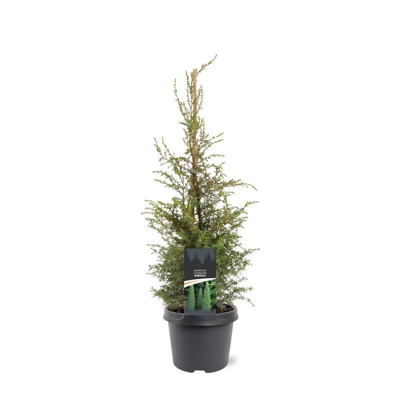 Juniperus communis 'Suecica', D 19