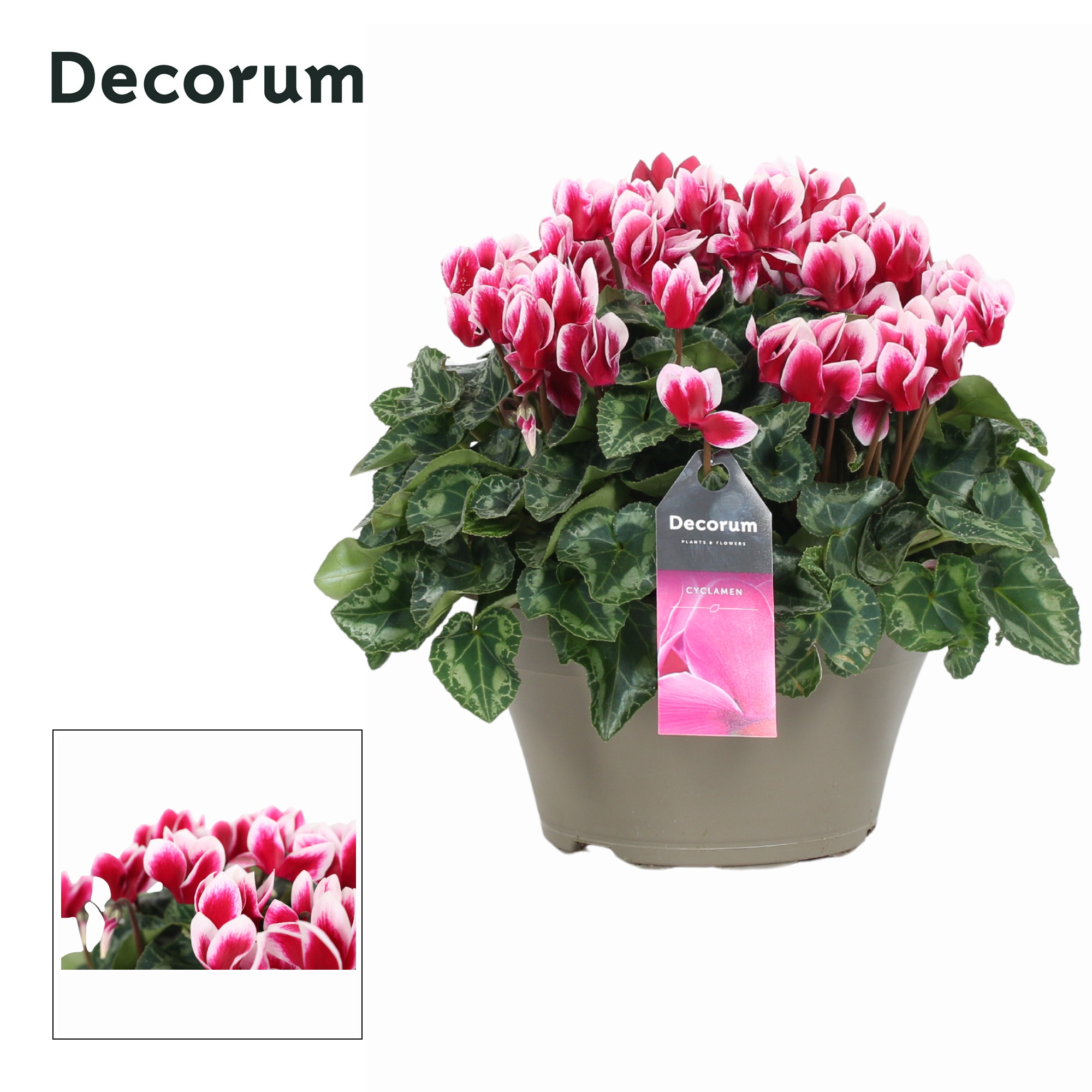 Cyclaam Garden Bicolor Schaal Taupe (Decorum), D 22 cm