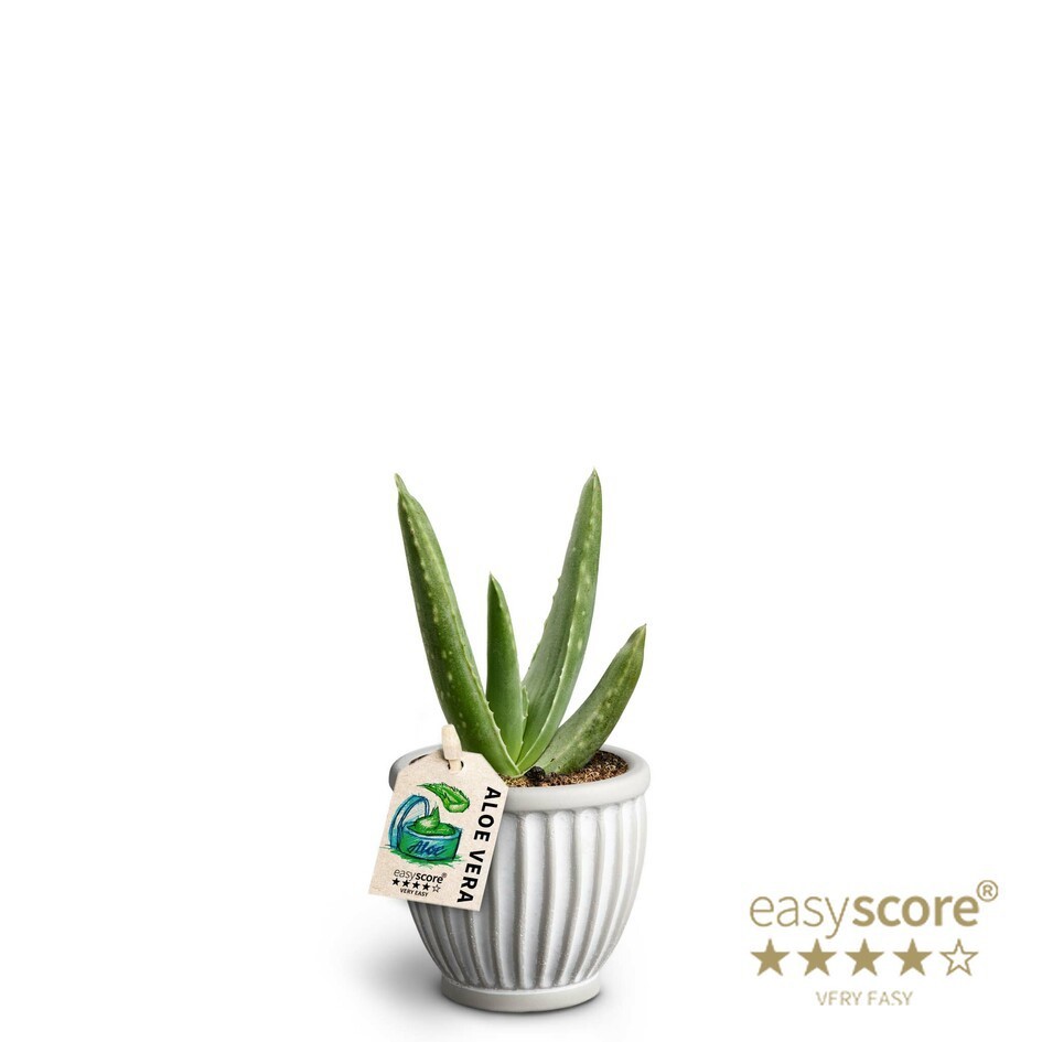 ALOE VERA 406609619 Athena, D 7 cm