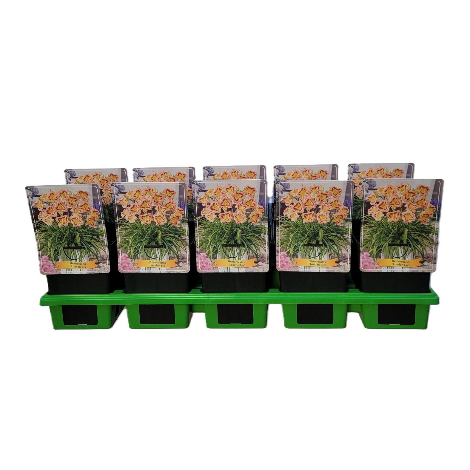 Hemerocallis 'London Eye' P11, D 11
