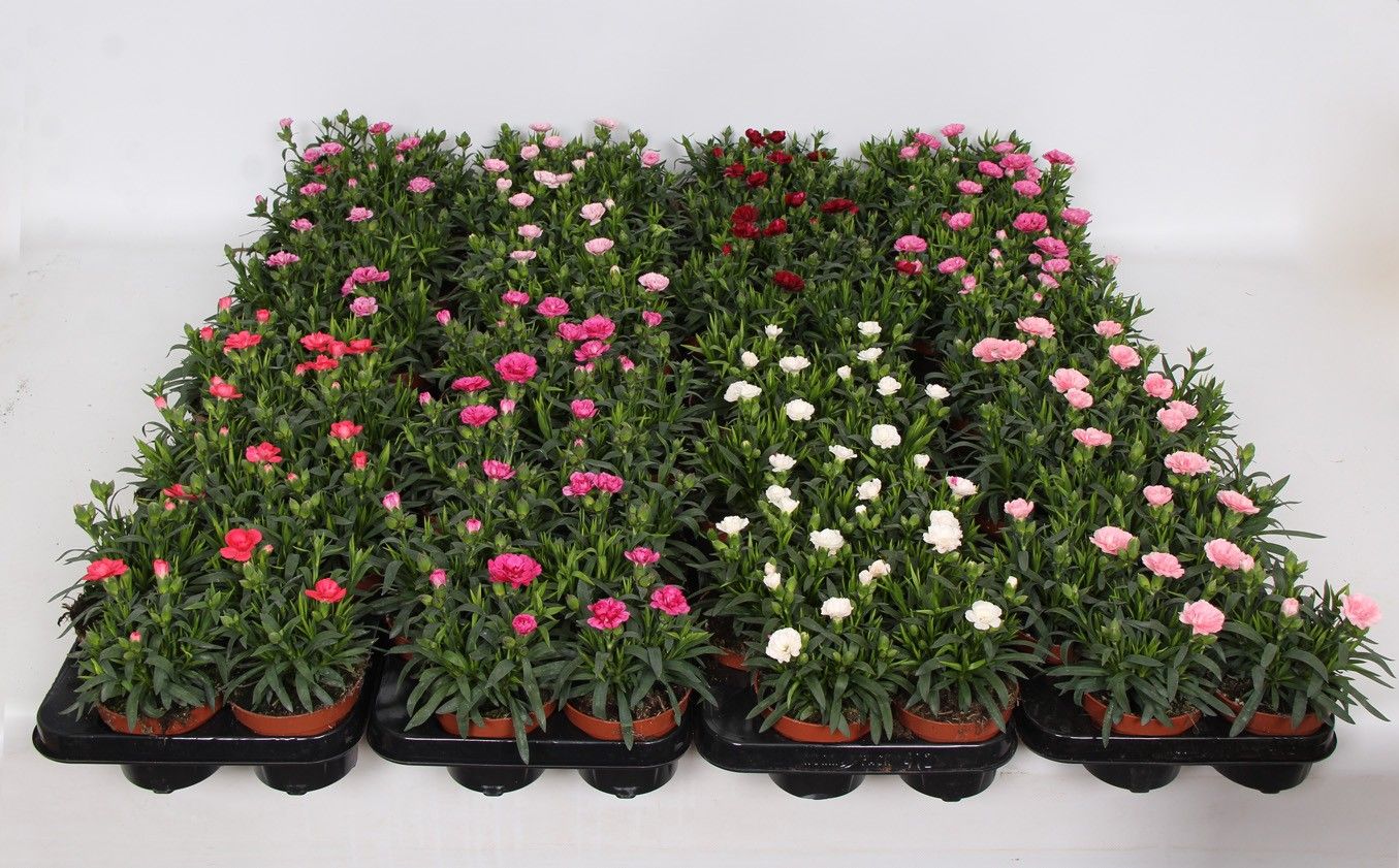 Dianthus Oscar Mixlaag, D 10,5