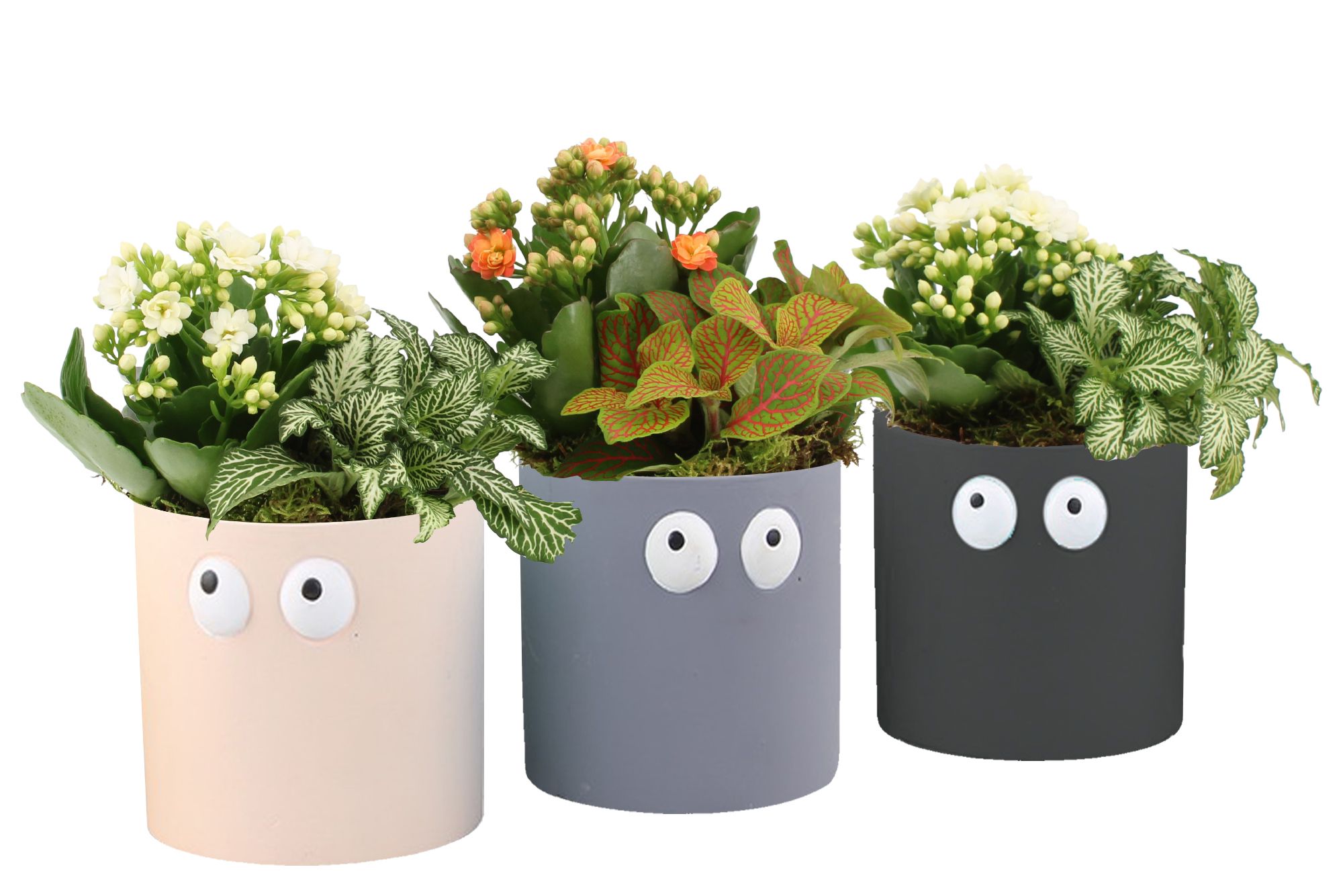 83087: Halloween arrangement, D 10,5 cm 83087: Halloween arrangement, D 10,5 cm