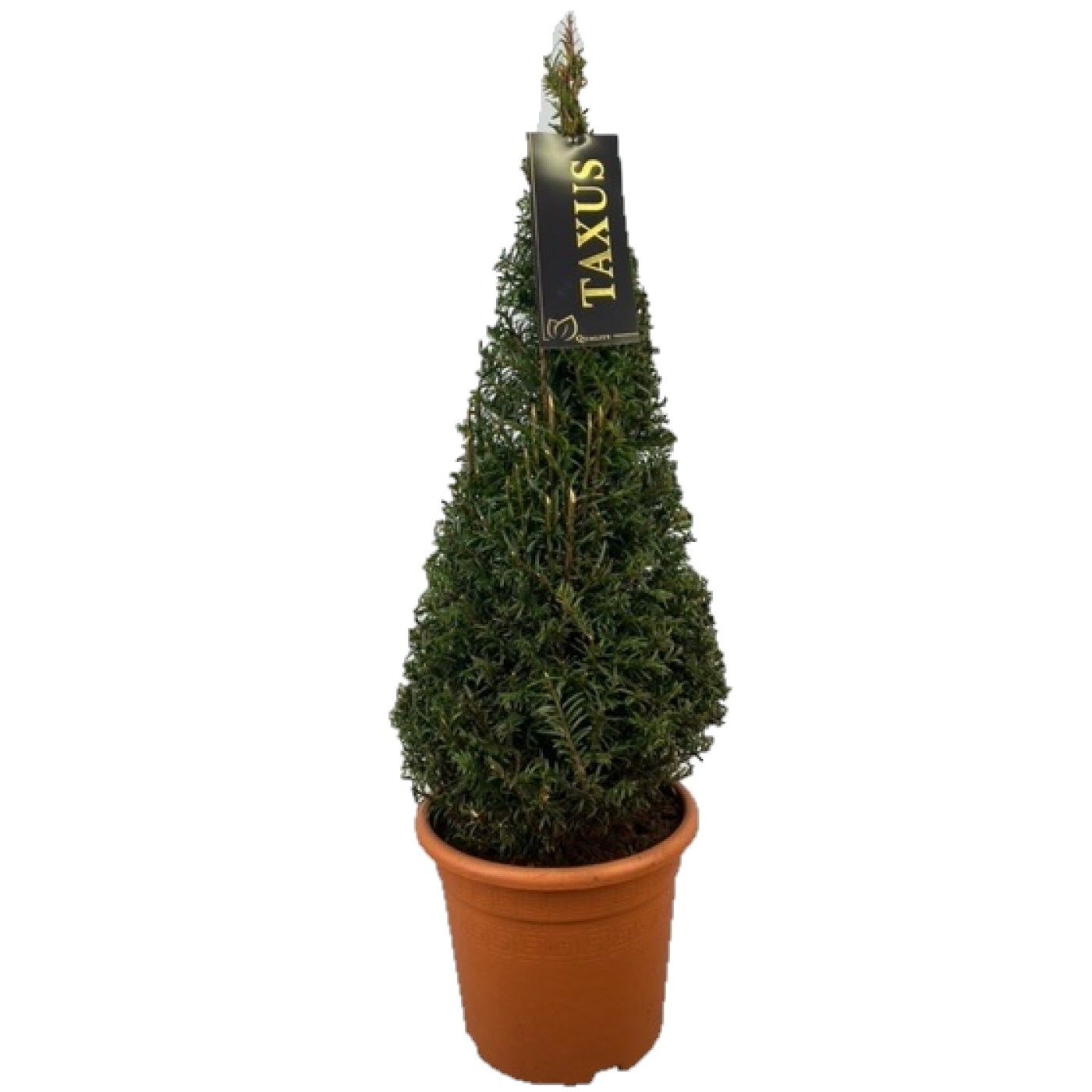 Taxus baccata Pyramiden p22 (th) 60-+ ©, D 22