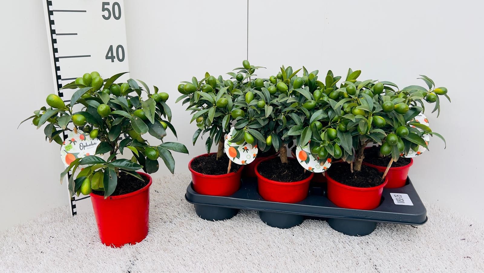 Citrus Kumquat Nagami medi-stem, D 14