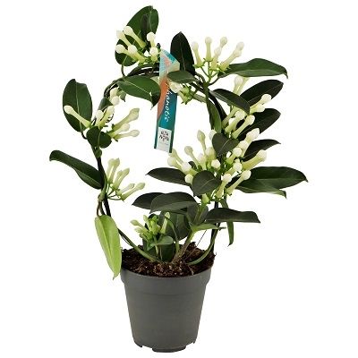 Stephanotis boog 9-10 tros p12, D 12