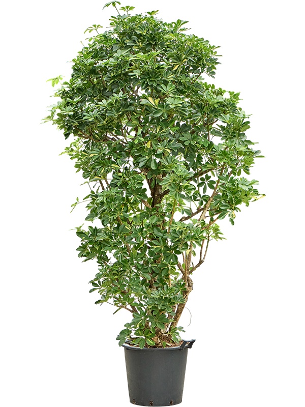 Schefflera arboricola 'Gold Capella', D 45