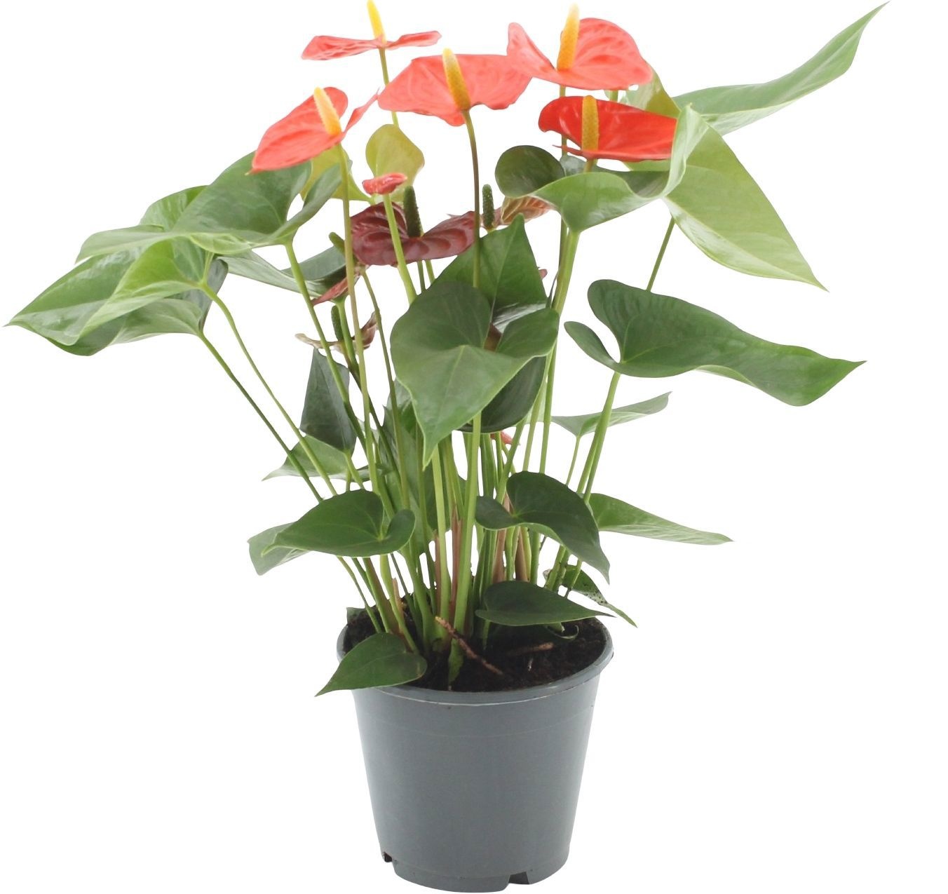 Anthurium 14 cm Sierra Orange in transparant sleeve, D 14
