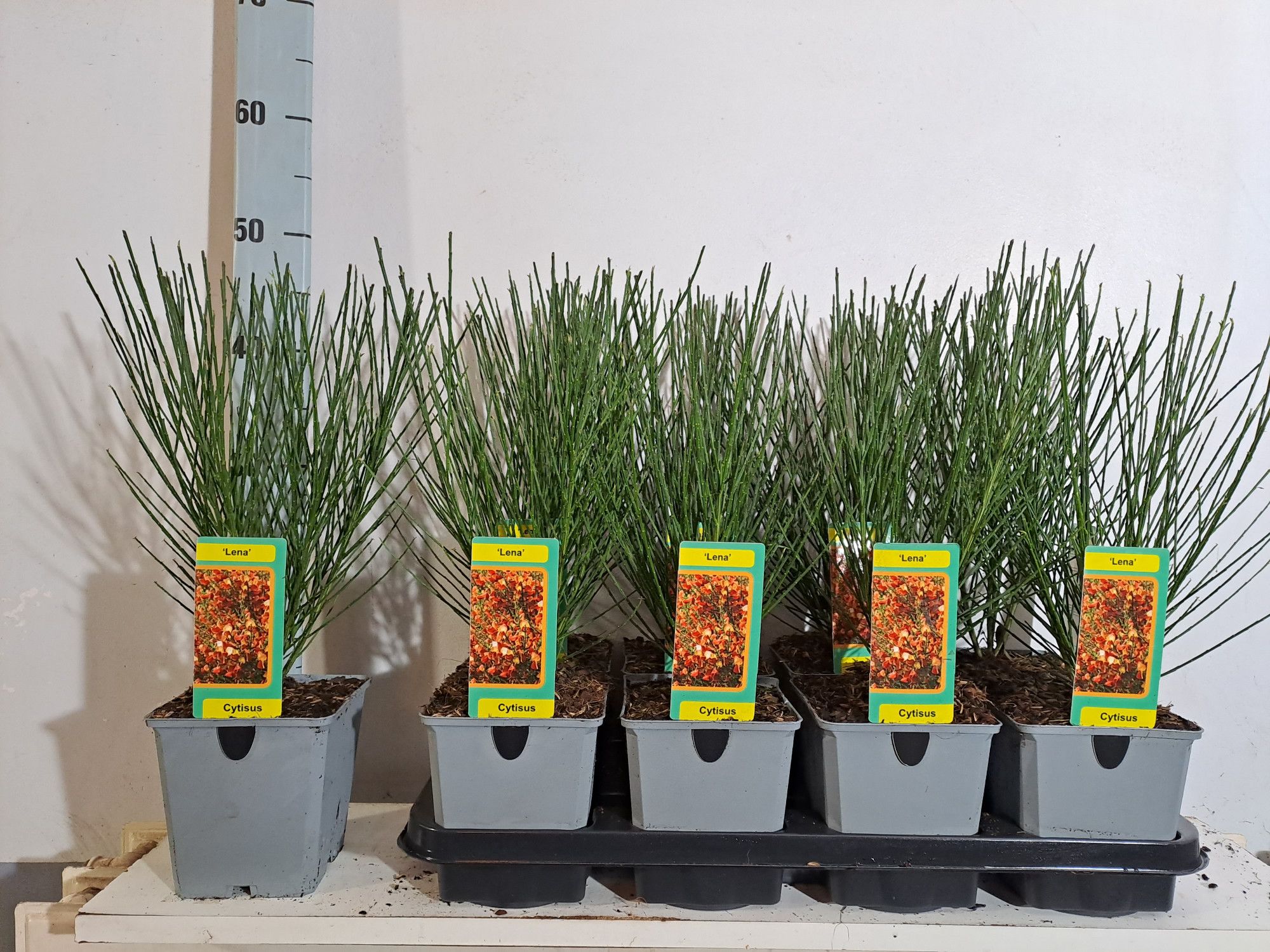 Cytisus Lena, D 13