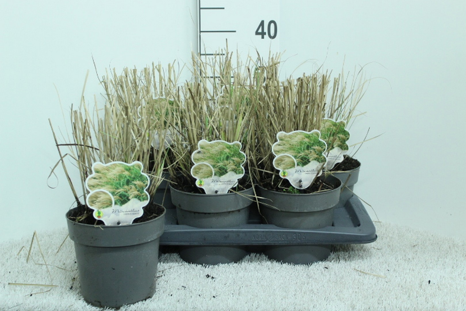 Miscanthus sin. 'Adagio' P17, D 17