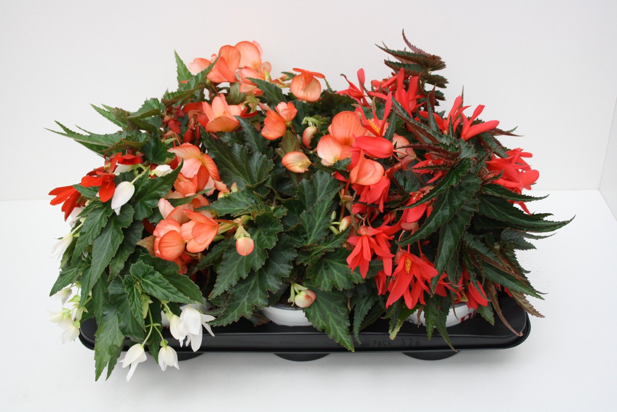 Begonia Waterfall Dreams mixltray, D 15