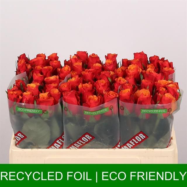 Роза од. Испания 50, шт.