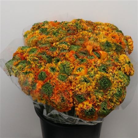 Ранункулус Пон Пон Мерлино 45, шт.