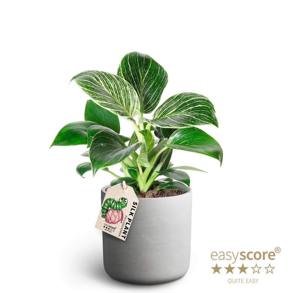 Raw Grey, Philodendron ´White measure´, D 12