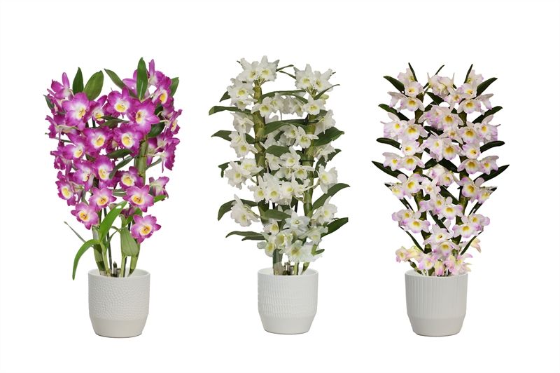 Tirza p12 vanille mix Dendr Nobile mix 2T14+tros regular, D 12