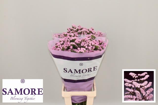 Статица Розелла Сан Бердс 70, шт.