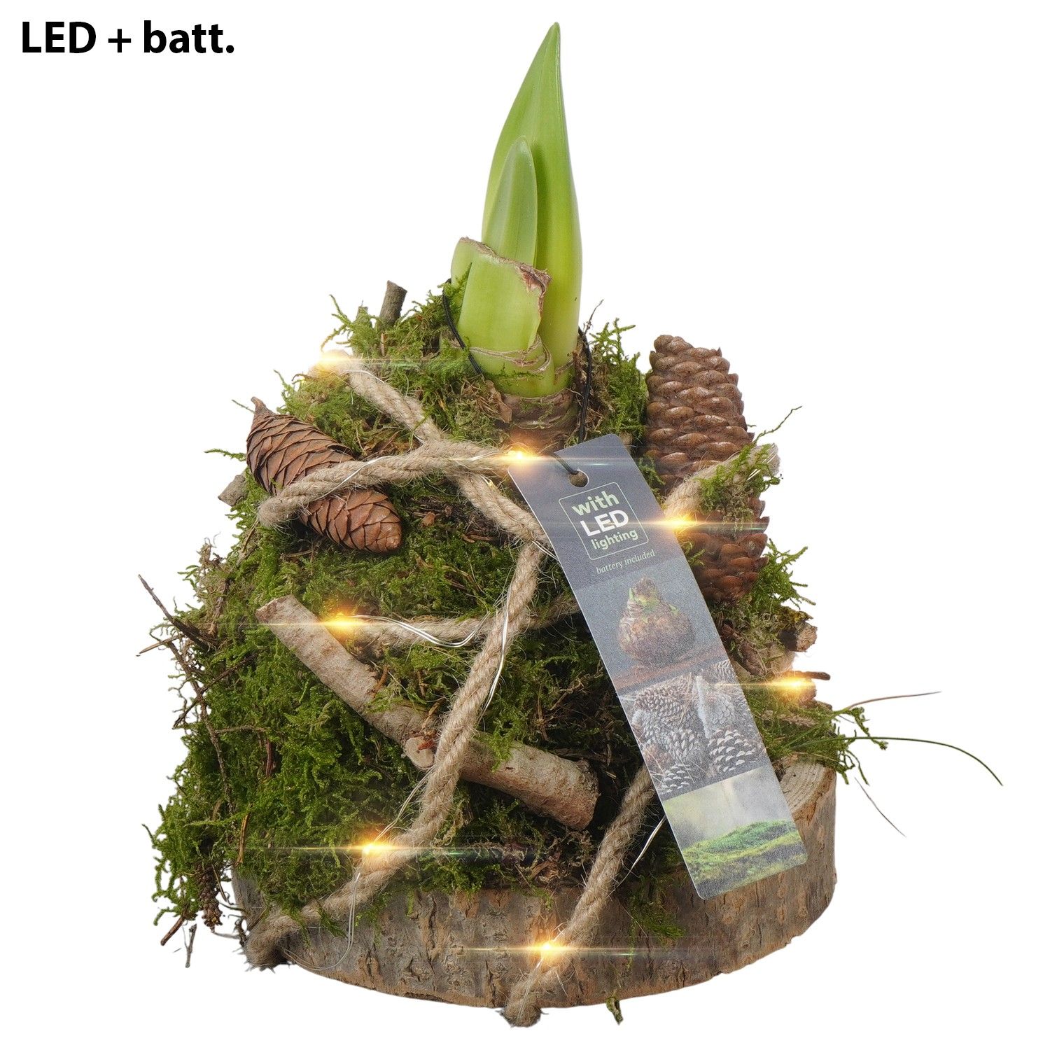 PTAA7531 Arrangement Amaryllis in mos gewikkeld met led op houten plank, D 15 cm