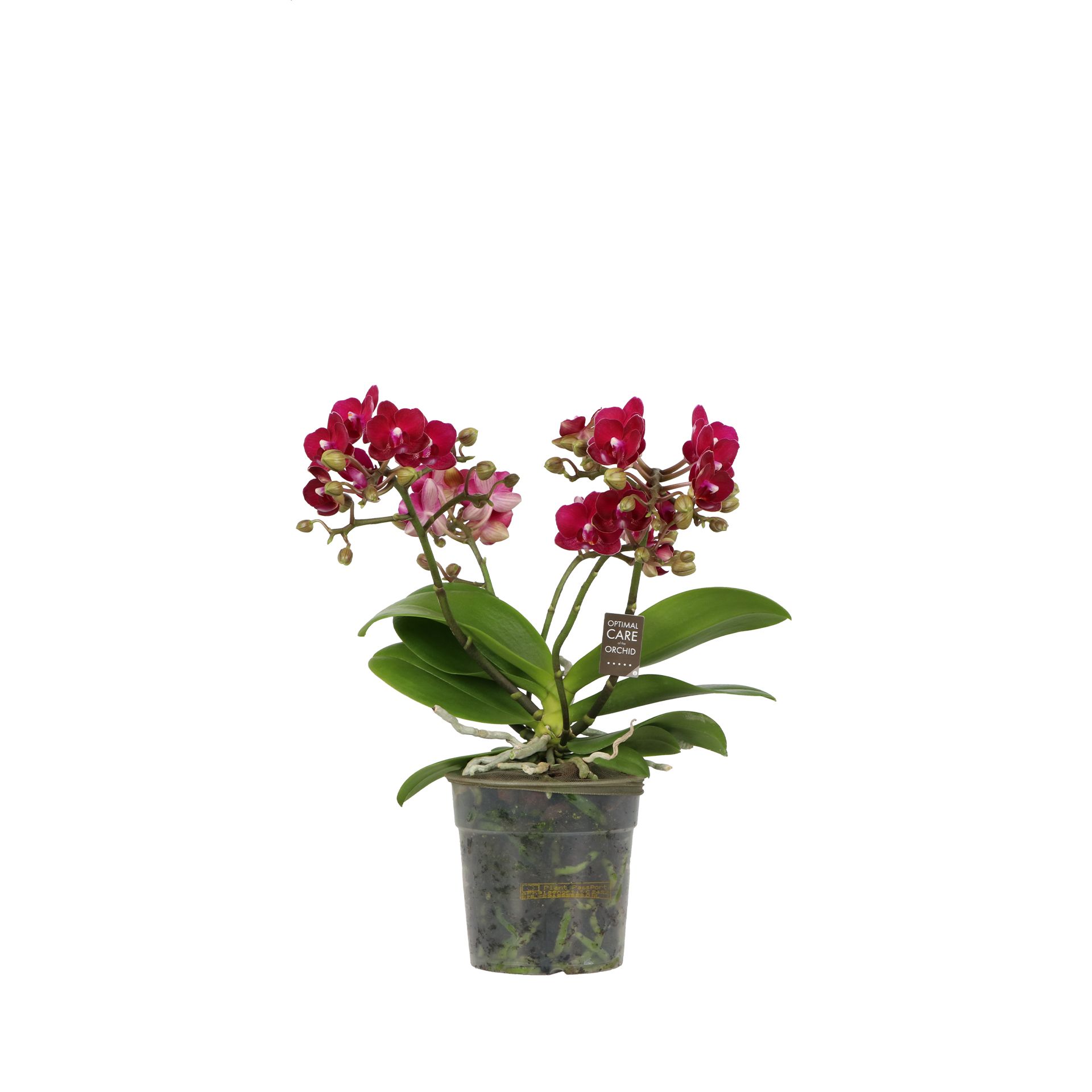 Jungle P12 Sparrow, D 12