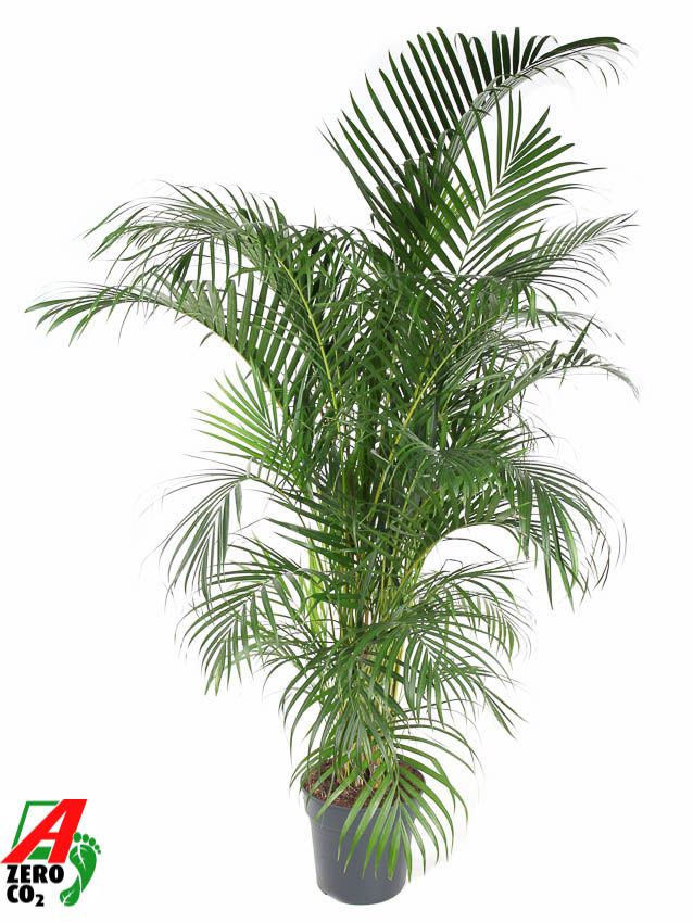 Dypsis Lutescens(Areca) P31-170, D 31