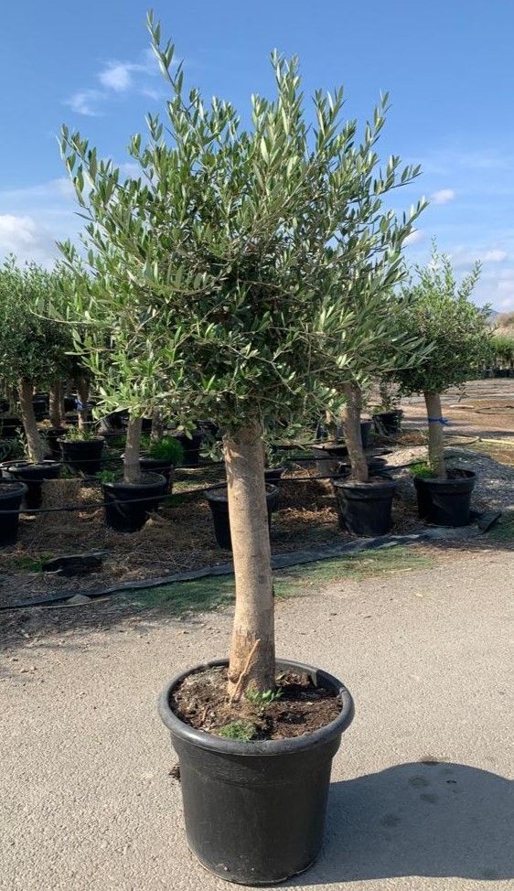 OLEA EUROPAEA STEM C-35L, D 40
