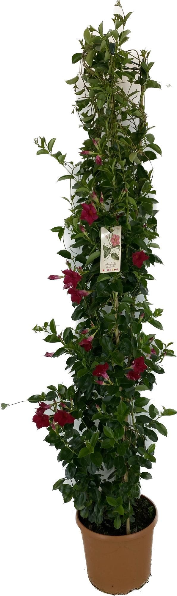 p31 Mandevilla rio Grande Scarlet pyramide 180 cm, D 31