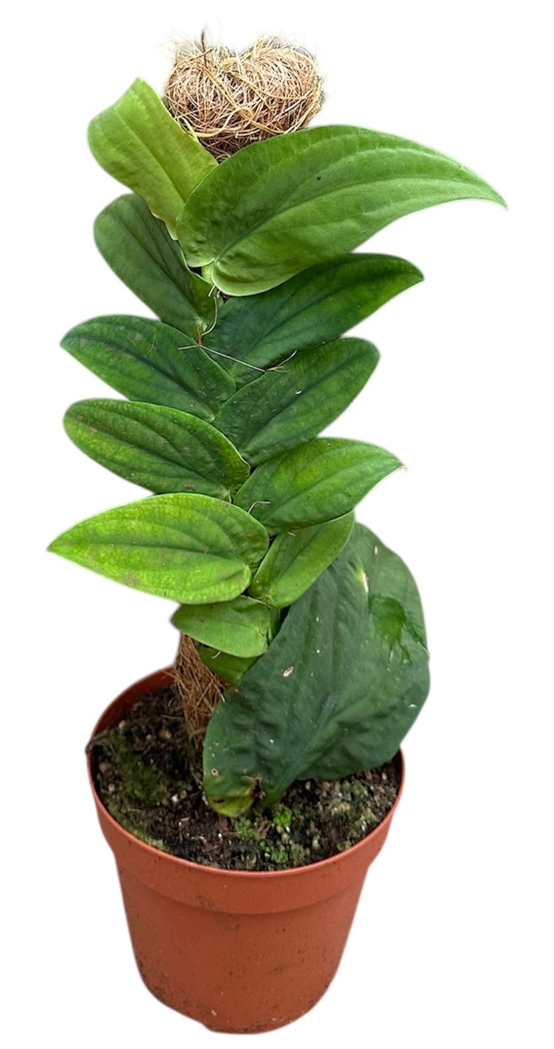 Rhapidpaphora Korthalsii, D 14