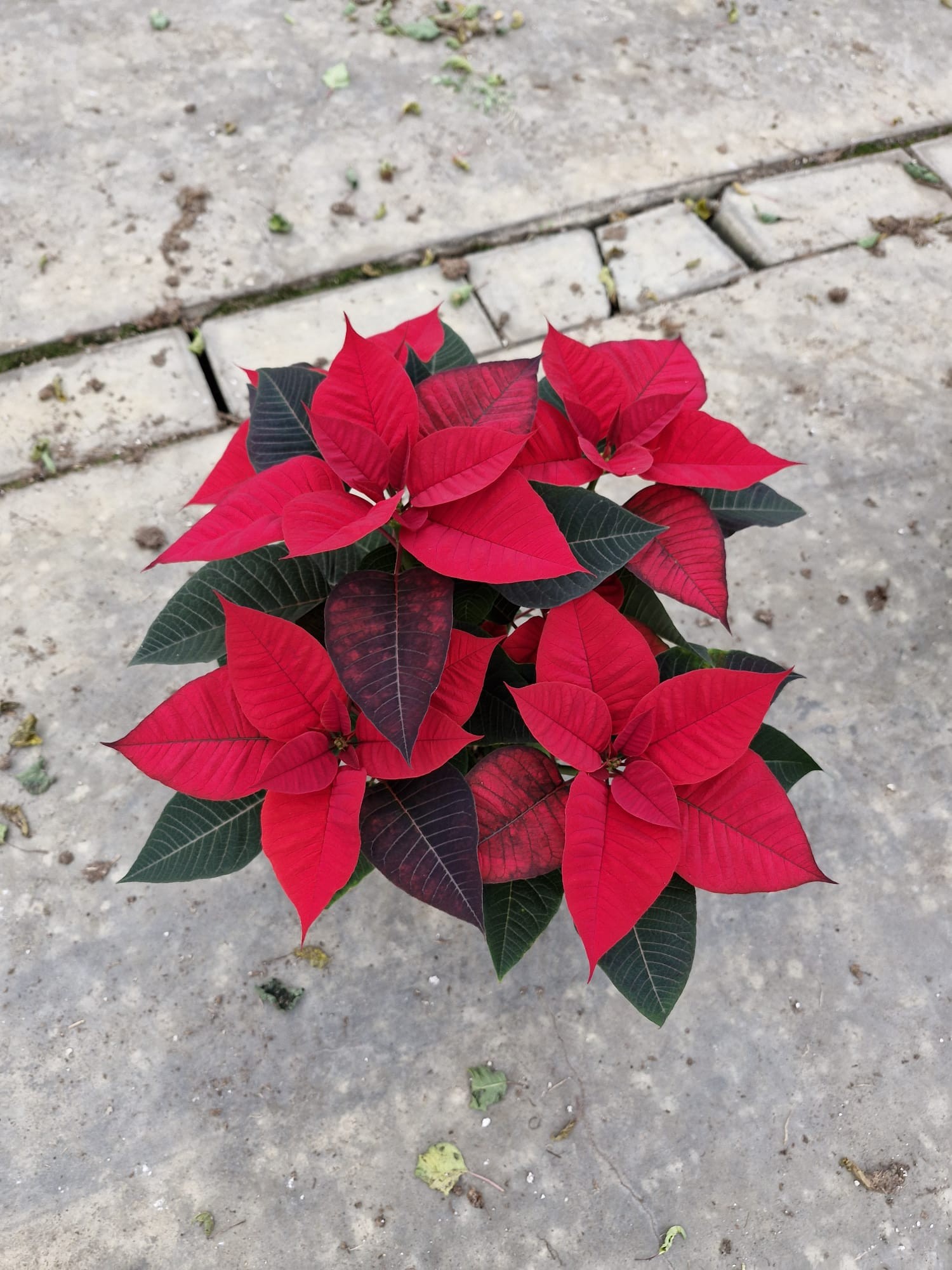 817 ZR : Retail Pot 13 Kerstster Rood, D 13 cm 817 ZR : Retail Pot 13 Kerstster Rood, D 13 cm