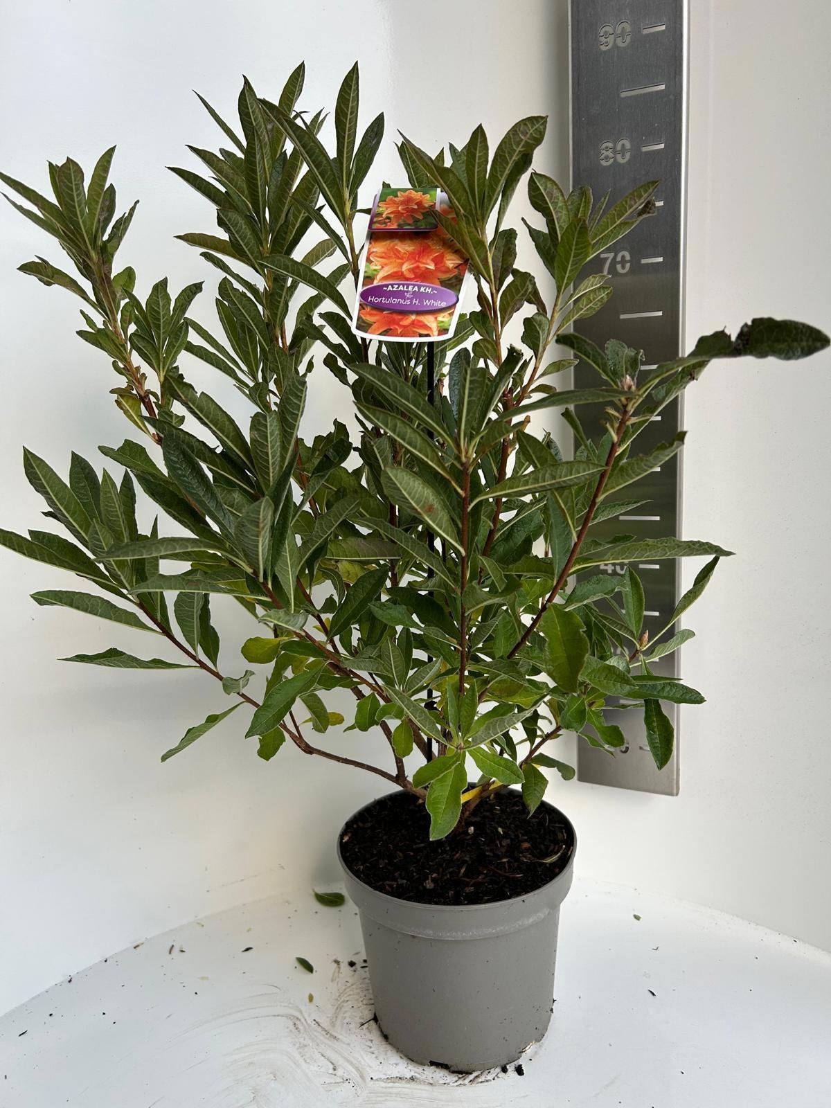 Rhododendron (AK) 'Hortulanus H. White, D 23