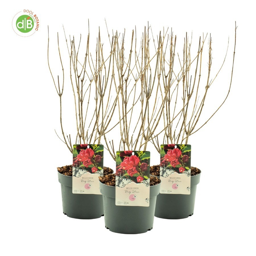 Weigela flor. 'Big Love', D 19