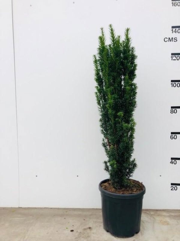 Taxus b. 'Fastigiata Robusta', struik, D 30