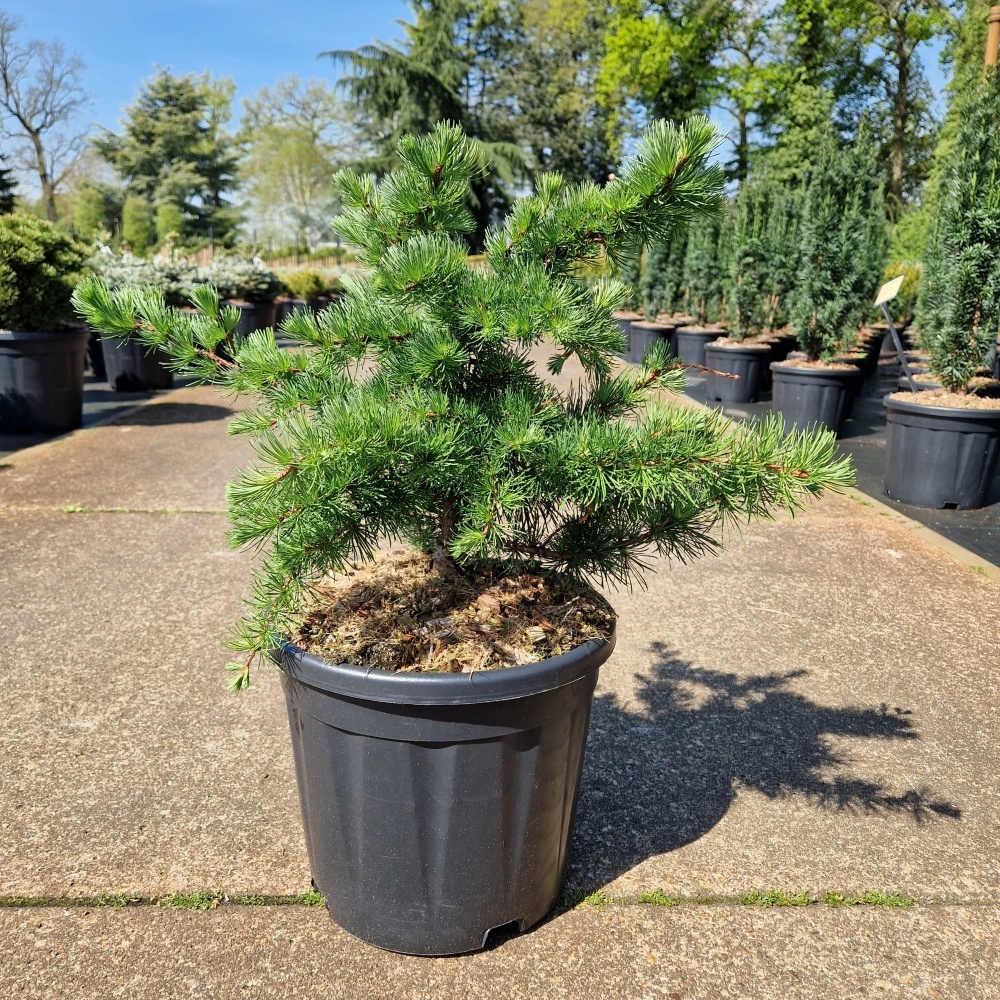 Larix decidua 'Little Bogle', D 31 cm
