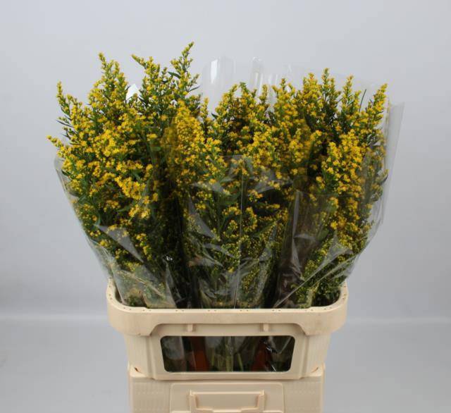 Солидаго Санни Глори 80, шт.