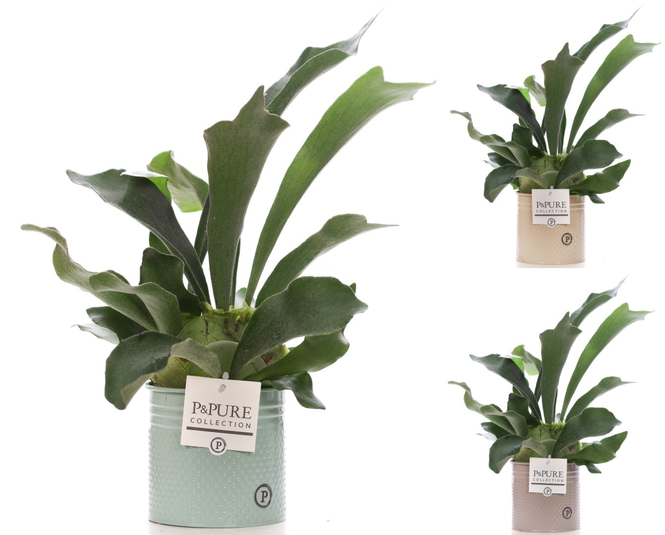 Platycerium Bif. in P&PURE Louise 4 zinc, D 12