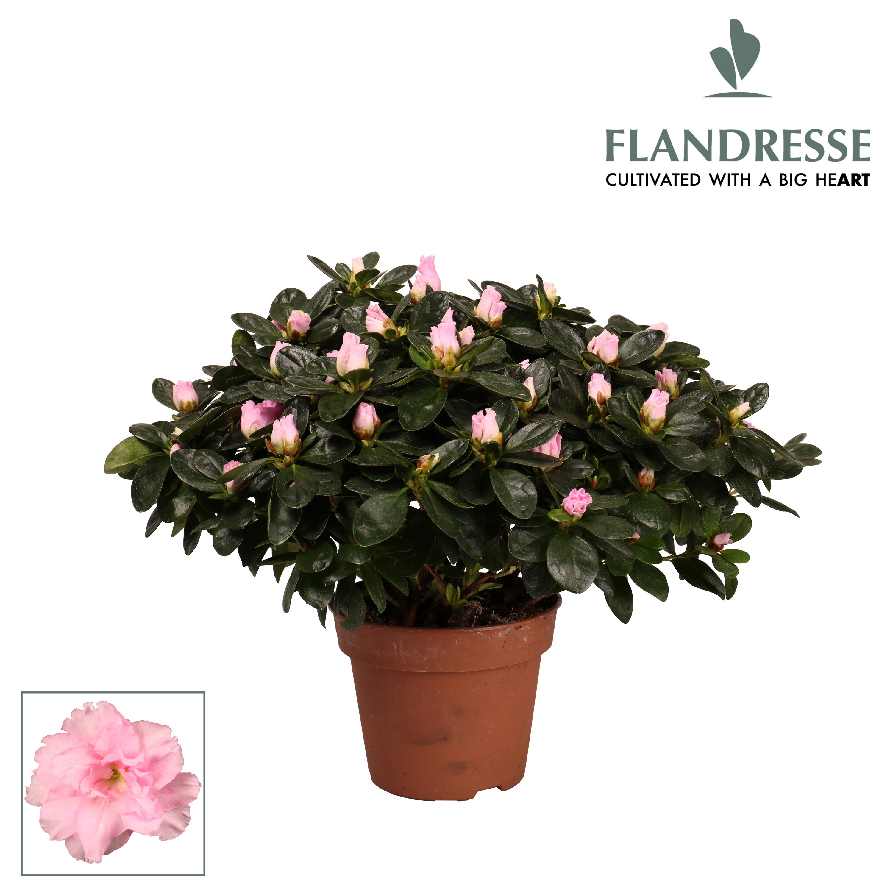 Azalea Flandresse® 'roze' 37 - 40 cm, D 16