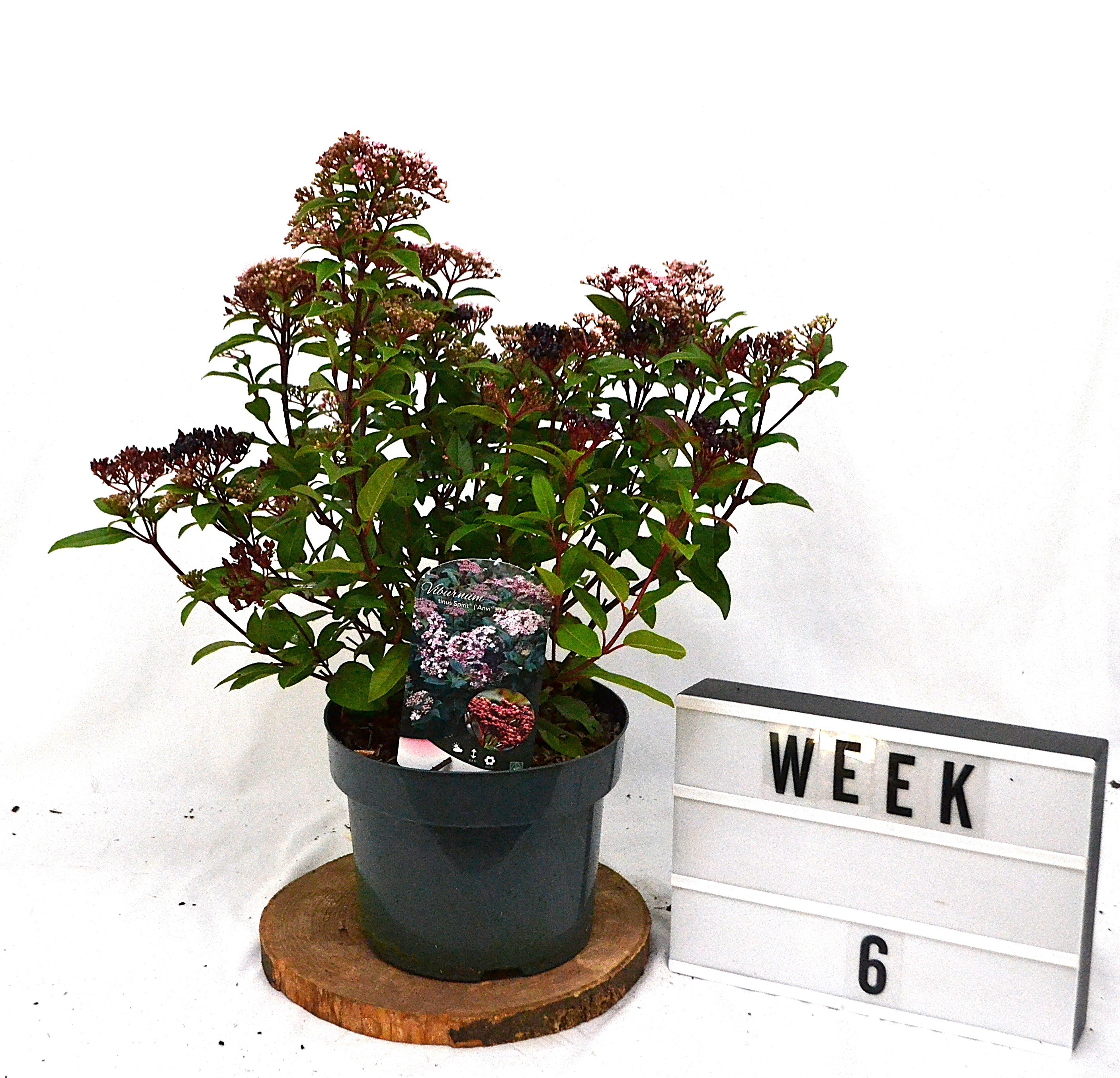 Viburnum tinus Spirit C5, D 23