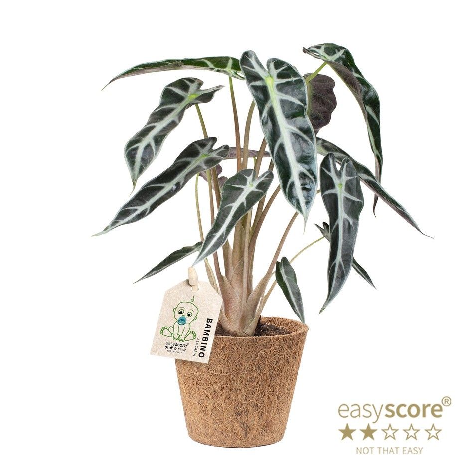 Alocasia ´Bambino´ - COCOZ, D 9